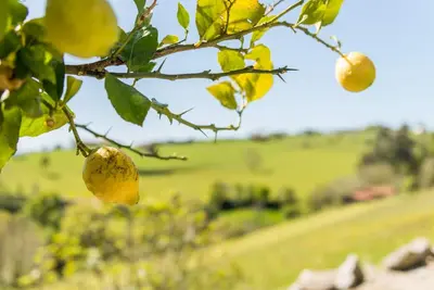 Image de Appartement dans un environnement naturel près de la plage 1