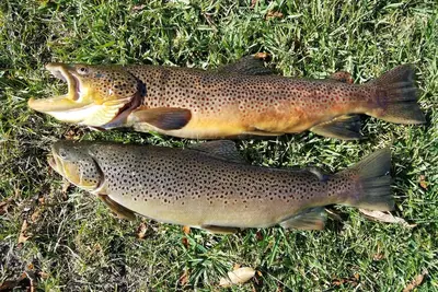 Image de Byu-I, Yellowstone, Dunes de sable, Riverfront, Eau Chaude Sans Fin, Vues Teton, Chambre