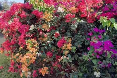 Image de la bougainville Beauvallon