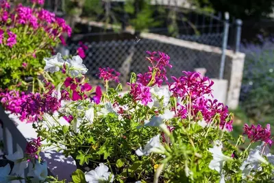 Image de Appartement d'une chambre avec la terrasse Zaton, Zadar (A-15000-b)