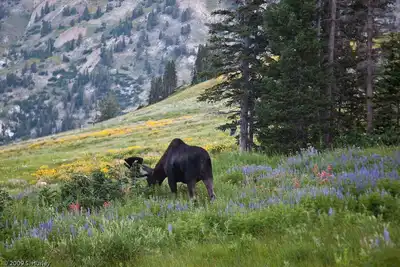 Image de Visitez la Suisse de l'Utah!