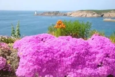 Vue panoramique sur la Mer d'Iroise, ses phares, ses îles (Ouessant, Molène)