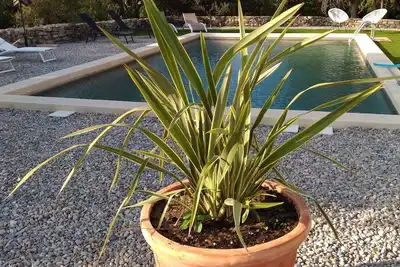 Image de Maison De Campagne situé au cœur du Lubéron, calme au milieu des oliviers