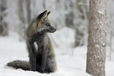 Image de Paradis absolu dans les Tetons