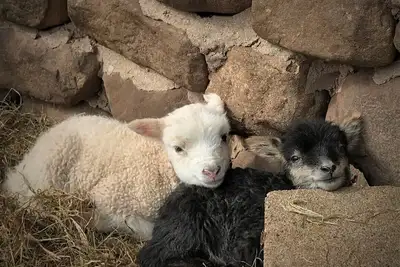 Image de Moose Lodge At Clatter Ridge Farm