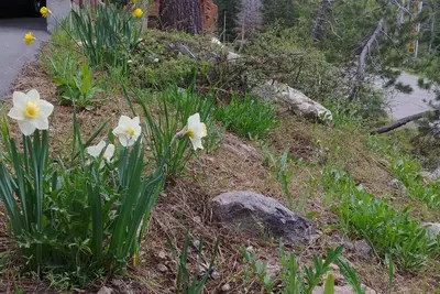 Image de Alpine Meadows Retreat avec bain Ă remous et sauna - North Lake Tahoe