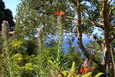 Image de Vues immaculées de la nature et de l'océan à côté de l'auberge Highlands à Carmel Highlands