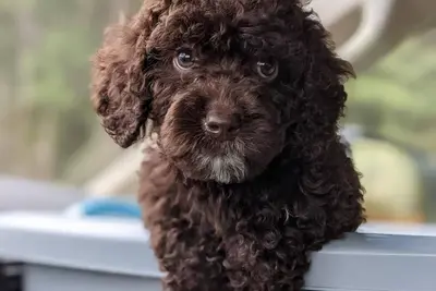 Image de Animal Familier, Kill Devil Hills Condo, piscine, ascenseur, vue sur l'océan Atlantique, WiFi