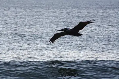 Image de Sea Breezes South - À quelques pas de la plage!