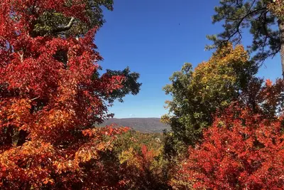 Image de Bears Abound-- une Animaux domestiques, cabine de luxe avec vue à couper le souffle