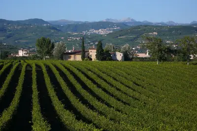 Image de Plaisir en famille dans les vignes de Valpolicella