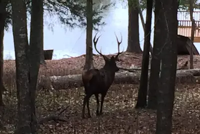 Image de Hunter Style Lodge à l'intérieur du refuge de jeu clôturé