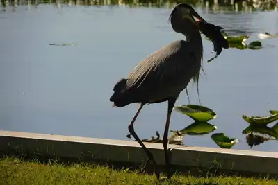 Image de Pristine St Johns River Waterfront Home avec Dock