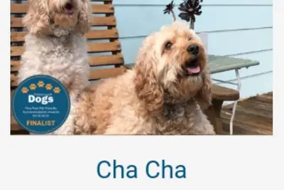 Image de Cha Cha - Animaux acceptés - Netflix WiFi