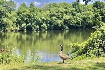 Image de Profitez de la beauté sereine et de l'accès de la rue Joseph River🌾