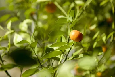 Image de Maison d'hôtes \"Chemin forestier\"