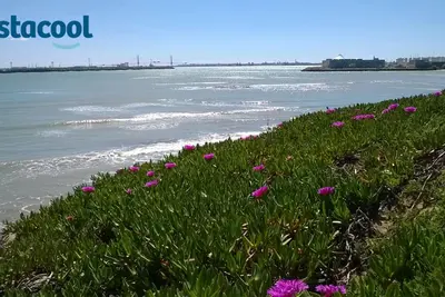 Image de Tranquillité totale Dunes et plages à 50 m. Villa idéale pour les familles!