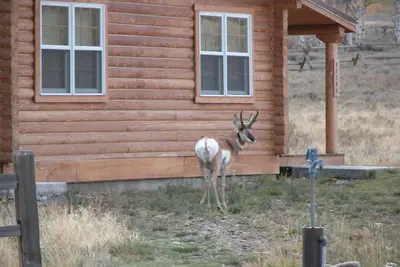 Image de Montana Spirit Guest Cabin -30 acres sur la rivière Madison,