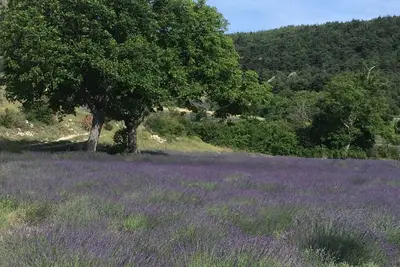 Image de Aux Pays des Lavandes, dans le Hameau de Pelleret, 800 mètres d'altitude.