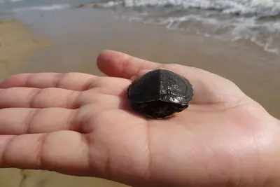 Image de Luxury Villa @ Wyndham Rio Mar Beach Resort - Utilisation gratuite du chariot de golf avec séjour de 7 nuits