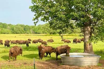 Image de Home on the Range ~ Aggieland Locations de Vacances