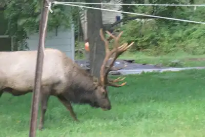 Image de Situé au cœur de Elk Country, Bennetts Direction Lodge est une belle maison.