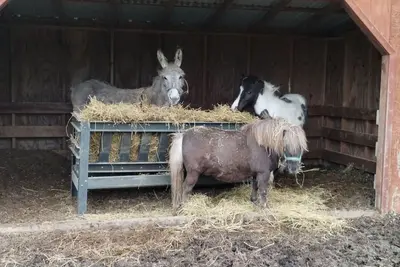 Image de Cabane familiale dans le pays Amish (8 personnes)