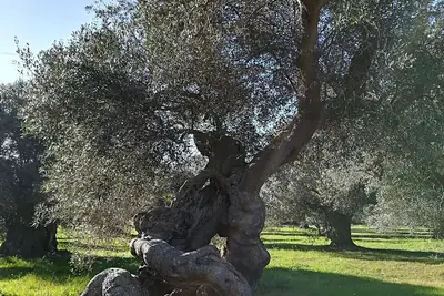 Image de Trullo Alessandro e Villa Raffaela