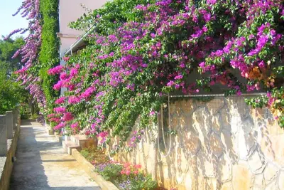 Image de Appartements Jelka, (2108), Jelsa, Croatia