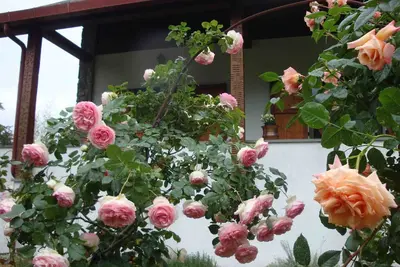 Image de Bien-être et Nature \nAppartement dans villa avec parc privé