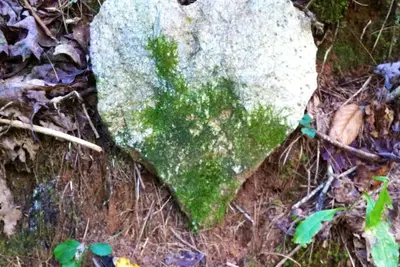 Image de Cabine au bord de l’eau, cabane dans les arbres, dortoir entouré de 52 hectares de nature vierge.