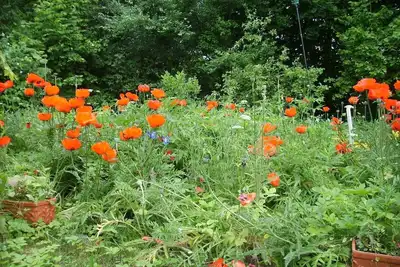 Image de Appartement pour jusqu'à 4 personnes à Altenhof sur Werbellinsee à Schorfheide