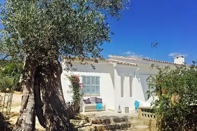 Image de Finca dans la oliveraie avec vue sur la montagne et la piscine, emplacement central