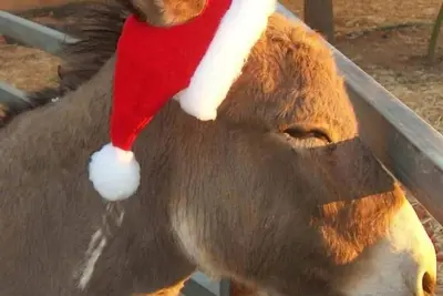 Image de Nord-est de Tucson 2 chambres à coucher-2 salles de bain-piscine-paradis paradisiaque