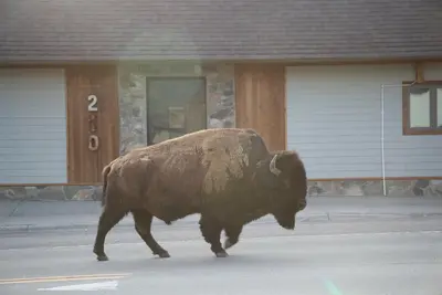 Image de Parcs Riverside A à Gardiner, Mt Nord Entrée de Yellowstone