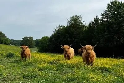 Image de ★ Tinyhouse - Fishhouse sur nos 2 hectares de Catfish Pond 3 personnes - Profitez de la ferme glamping