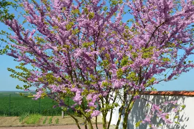 Image de Maison spacieuse 8 personnes, piscine, 10 Mn La Rochelle