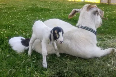 Image de Family Farm B&B - Venez nous rejoindre pour une merveilleuse expérience à la ferme!