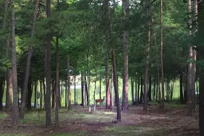 Image de Kerr Lake Log Cabin sur Calm Cove avec une pente douce vers l'eau, à proximité de la plage de sable