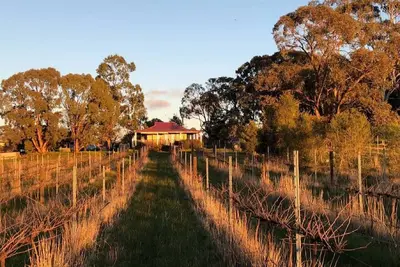 Image de Studio sur un vignoble au coeur des Goldfields