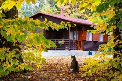 Image de Log Cabin 1, Couchages 2 + 1, Superbes vues, Animaux acceptés, Lac, Vue sur la forêt, Lit double