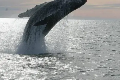 Image de Cette petite maison en bord de plage est idéal pour vos vacances à la plage.