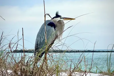 Image de Close to Beach and Jetty With Gulf & Harbor Views