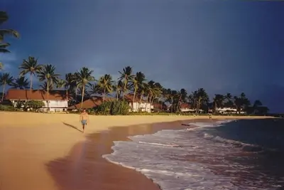 Image de Calme et isolé sous l'arbre à singe
