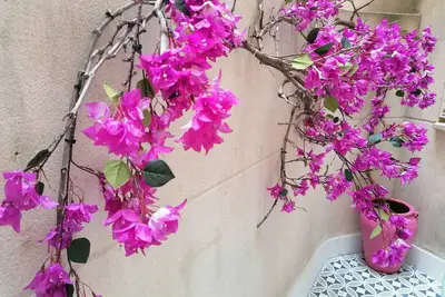 Image de Art Appartement à Picasso Quartier