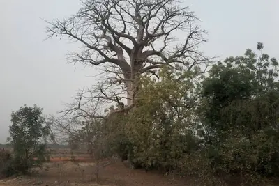 Image de Camping Sitaba Lodge est un Lodge récemment ouvert qui est juste à côté de la rivière Gambie.