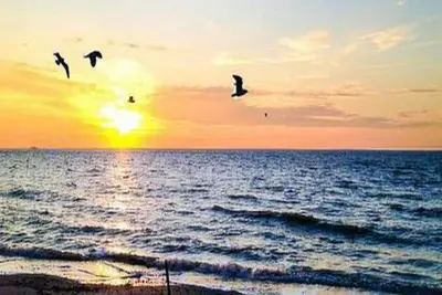 Image de * Cottage Au Bord De La Mer *