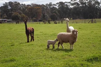 Image de Amphithéâtre de la Ferme des Pyrénées. (Animaux acceptés) Bed and Breakfast.