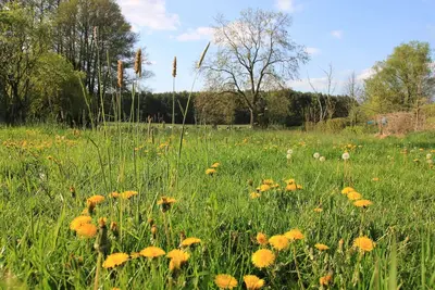 Image de 2xFW haut sur le Sternenhof dans Dreiburgenland Nsg Fläming