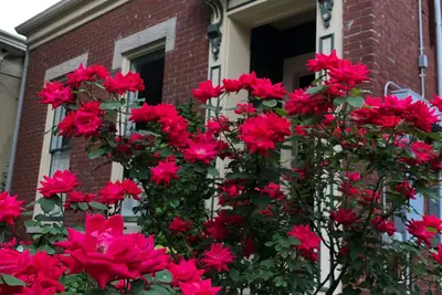 Image de Belle maison au coeur de Butchertown! Proche de tout!